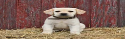 Labrador Retriever dogs for sale: Buddy - Ad 4