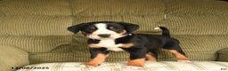Greater Swiss Mountain Dog dogs for sale: Rhea - Ad 1