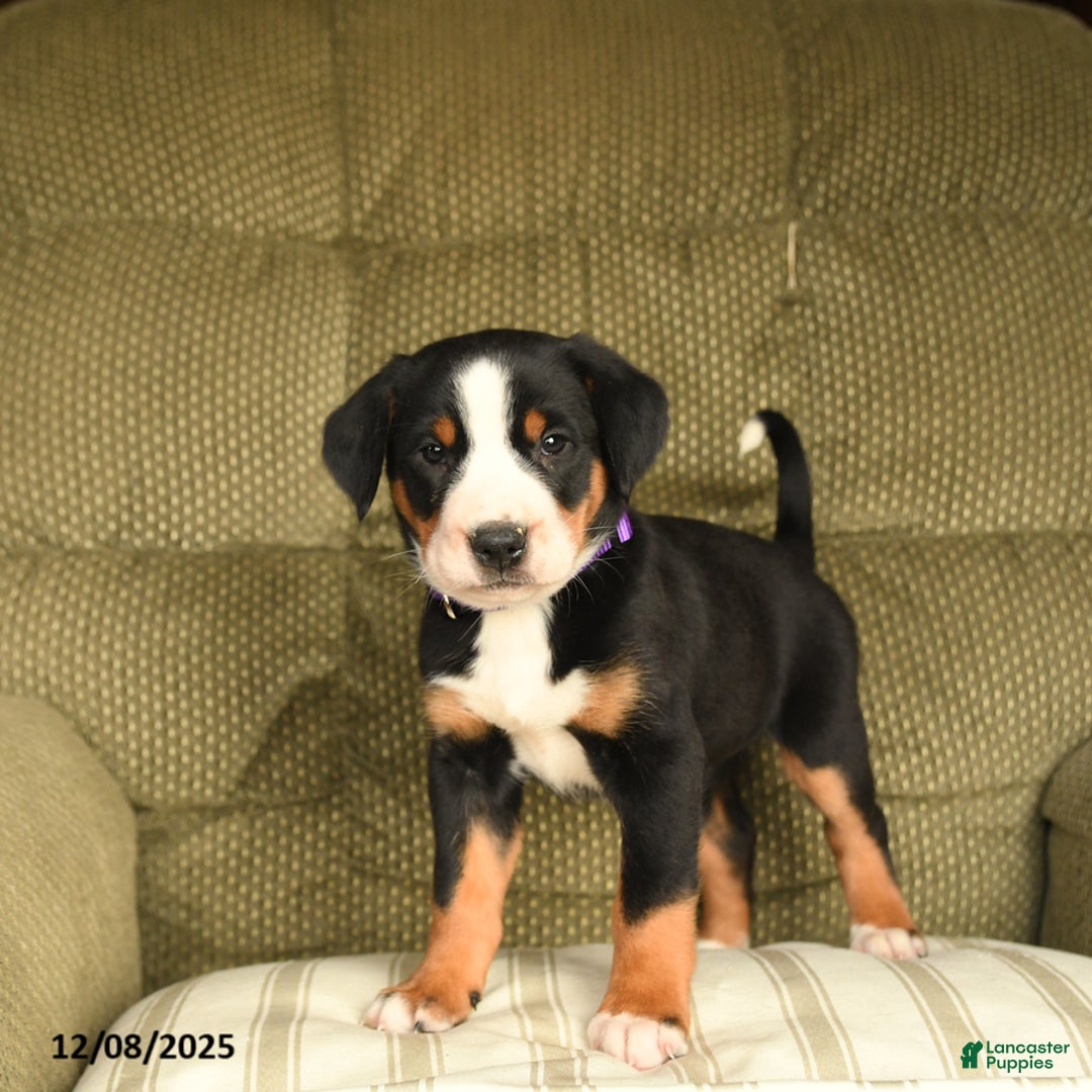 Greater Swiss Mountain Dog dogs for sale: Rhea - Ad 1
