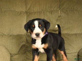 Greater Swiss Mountain Dog dogs Rhea - Ad 12