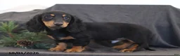 Miniature Dachshund dogs for sale: Victor - Ad 3