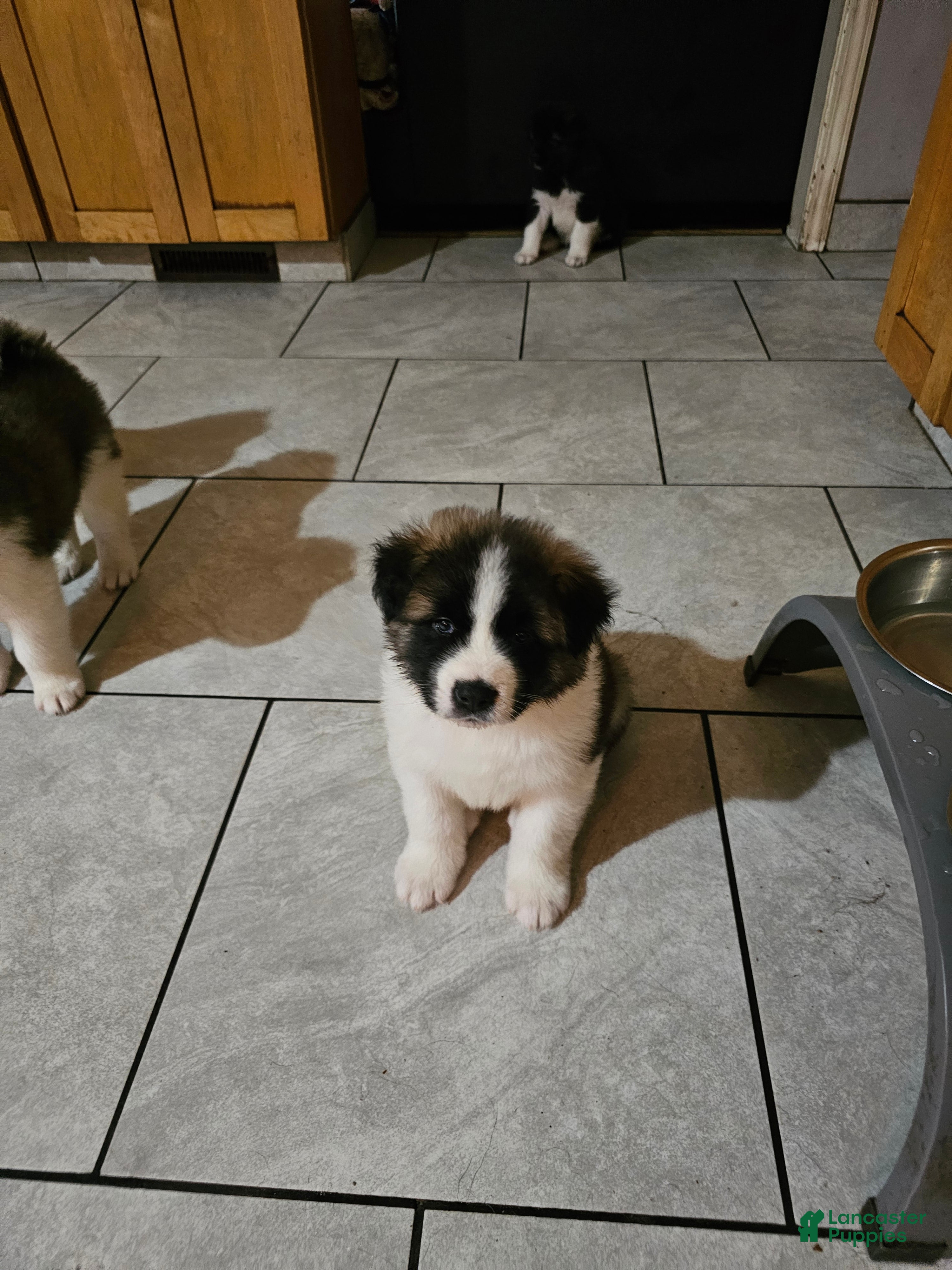 Akita dogs Loki - Ad 18