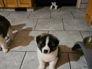 Akita dogs Loki - Ad 18