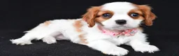 Cavalier King Charles Spaniel dogs for sale: Abigail - Ad 8