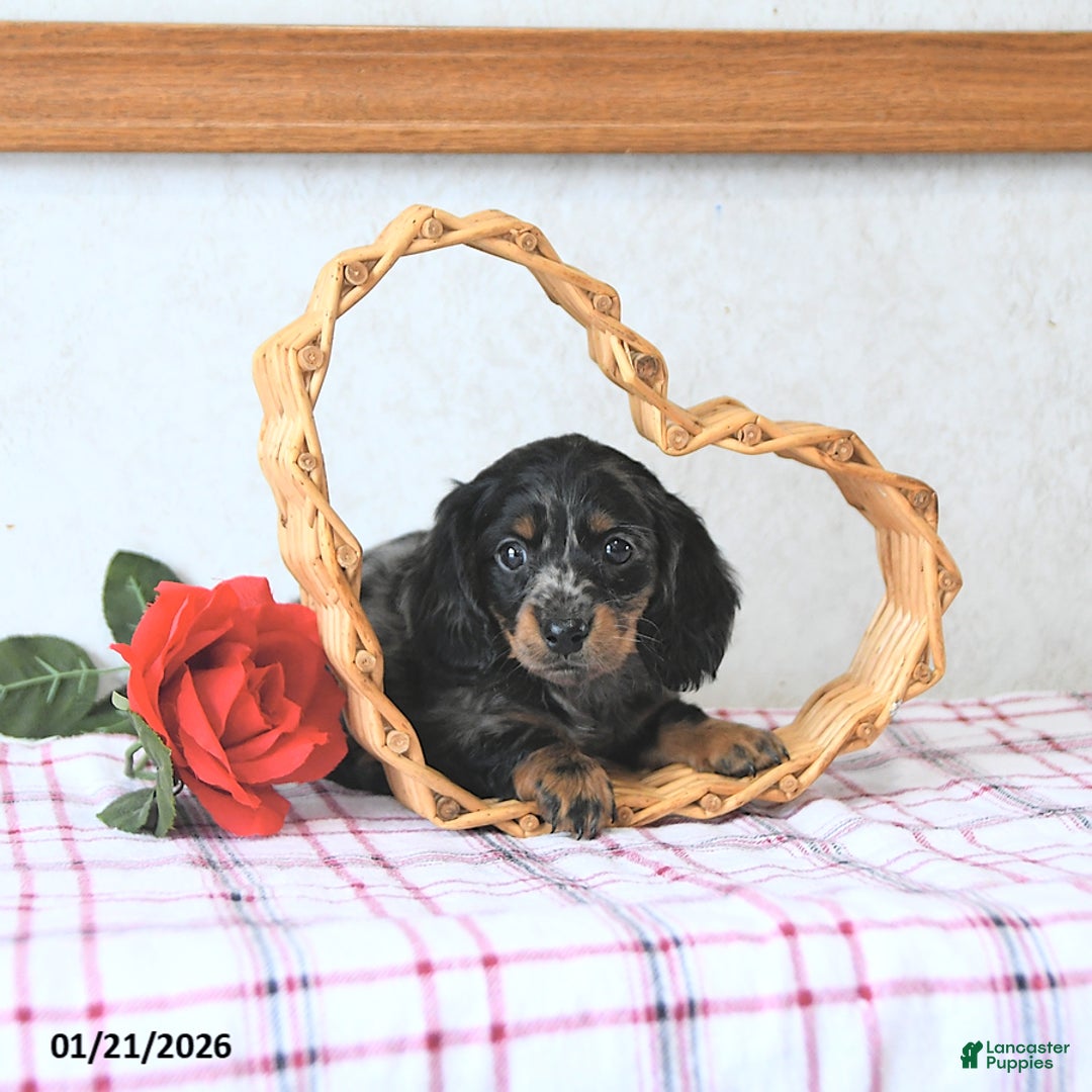Miniature Dachshund dogs for sale: Cupid - Ad 2