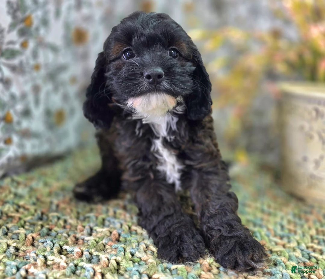 Cockapoo dogs for sale: Vega - Ad 2