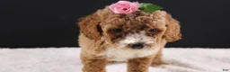 Mini Goldendoodle dogs for sale: Daisy - Ad 10