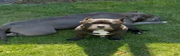 American Bully dogs for sale: American Bully Puppy 1 - Ad 2