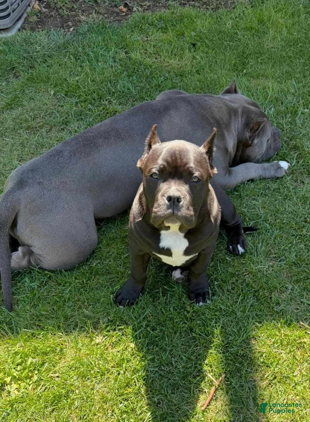 American Bully dogs for sale: American Bully Puppy 1 - Ad 2