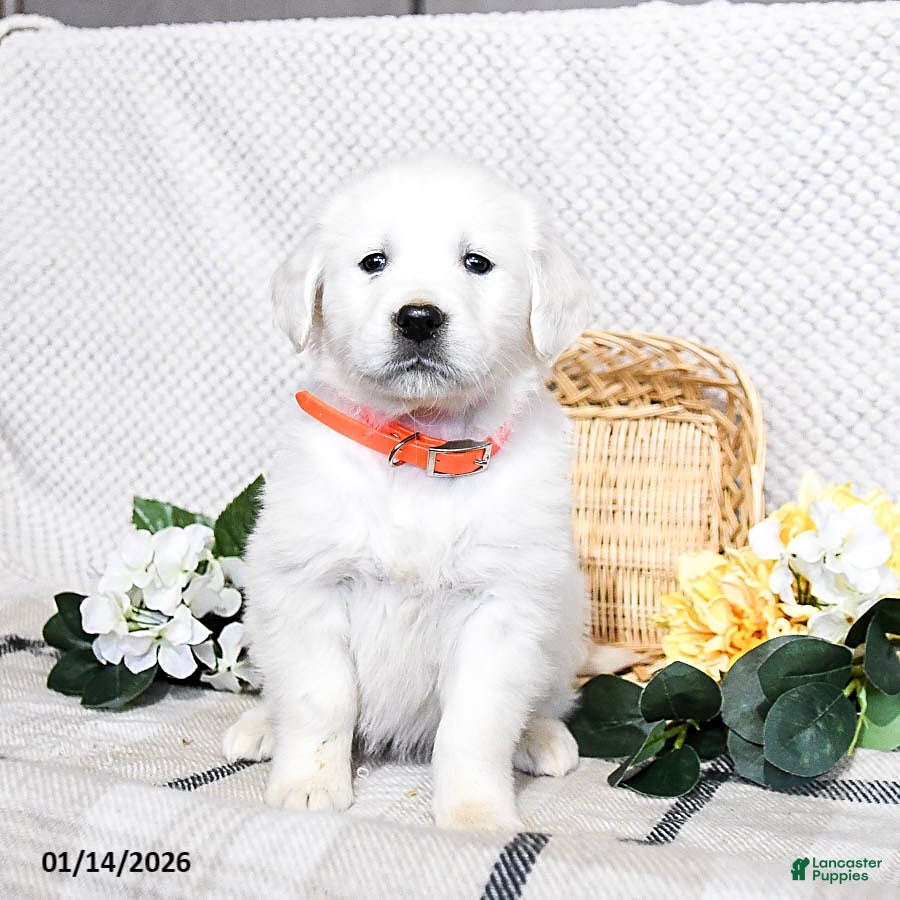 Golden Retriever dogs Star - Ad 15