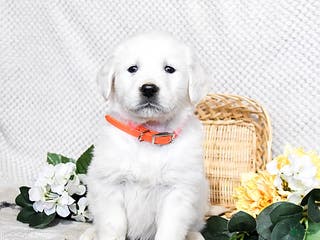 Golden Retriever dogs Star - Ad 42