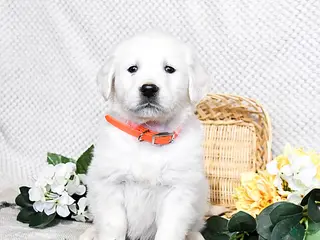 Golden Retriever dogs Star - Ad 27