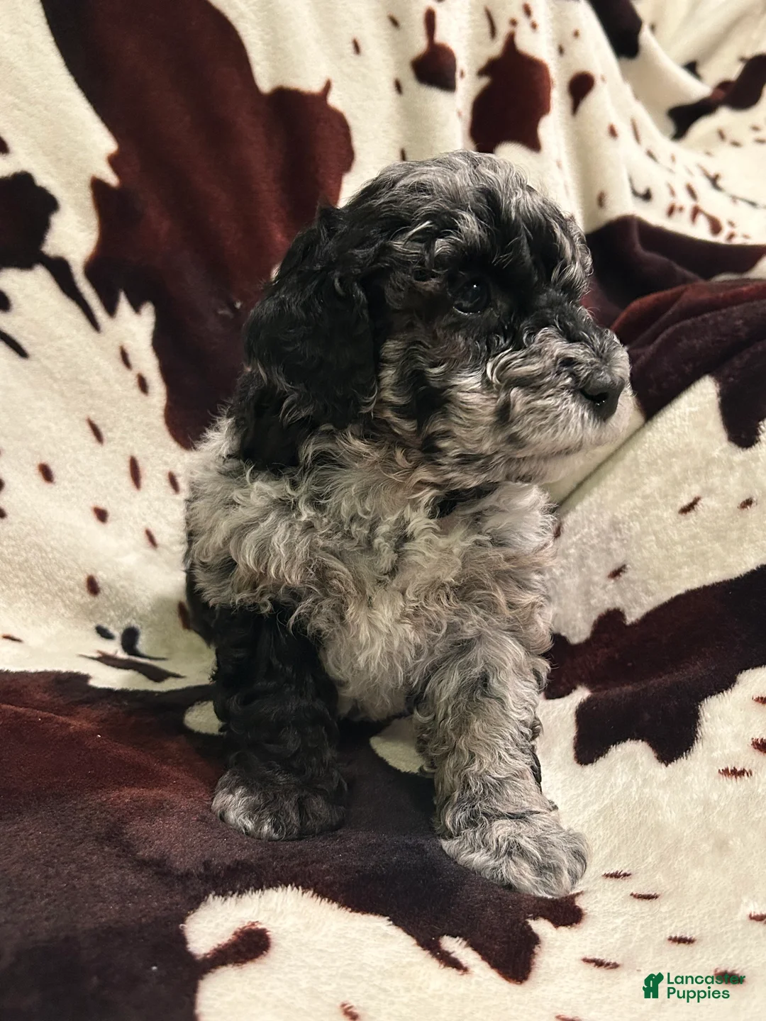 Labradoodle dogs for sale: Willow - Ad 1
