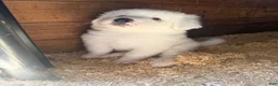 Great Pyrenees dogs for sale: Ms purple  - Ad 6
