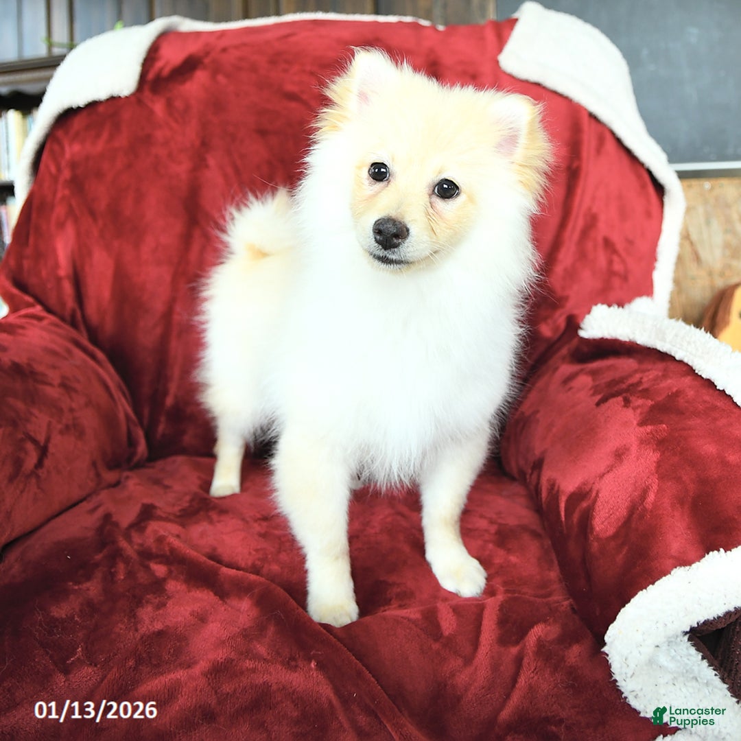 Pomeranian dogs for sale: Pogo - Ad 2