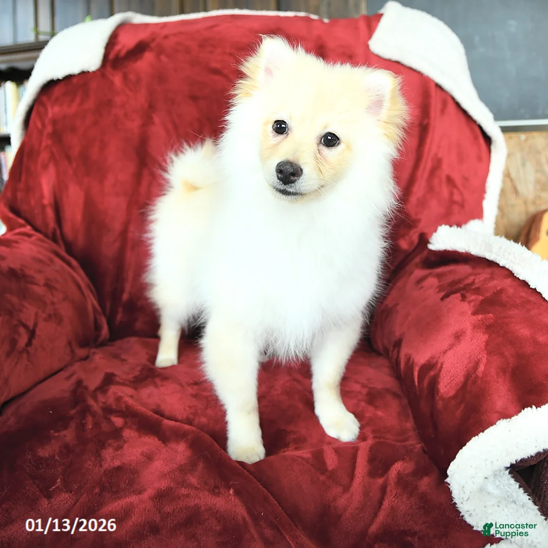 Pomeranian dogs for sale: Pogo - Ad 2