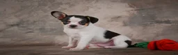 Chihuahua dogs for sale: Earl - Ad 4
