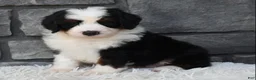 Mini Bernedoodle dogs for sale: Cuddles  - Ad 2