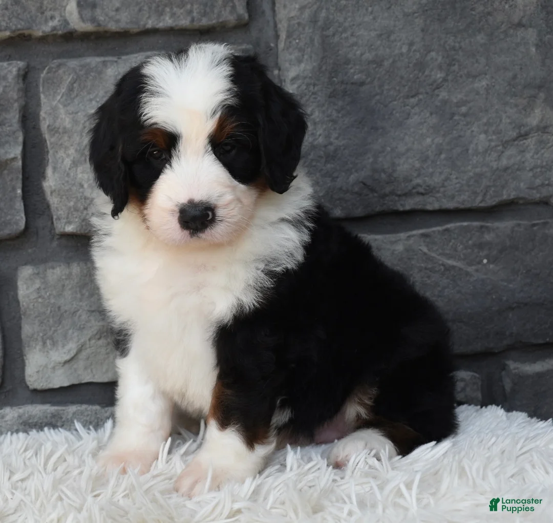 Mini Bernedoodle dogs for sale: Cuddles  - Ad 2