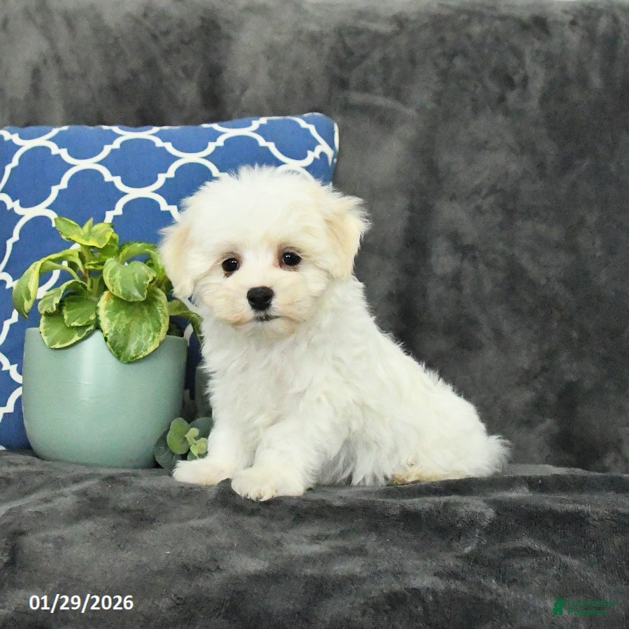 Mixed Breed dogs Dasher - Ad 2