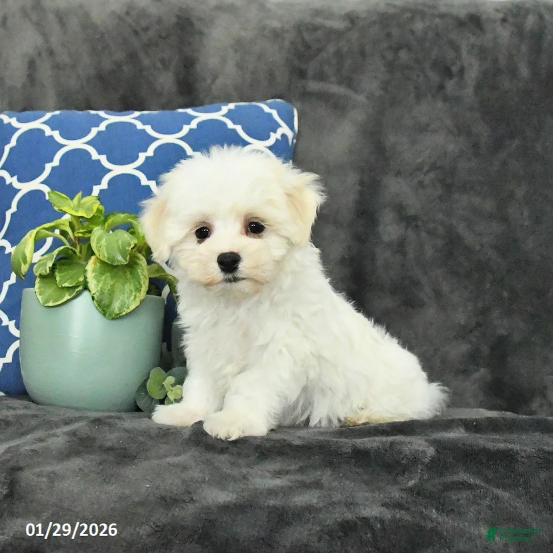 Mixed Breed dogs for sale: Dasher - Ad 2