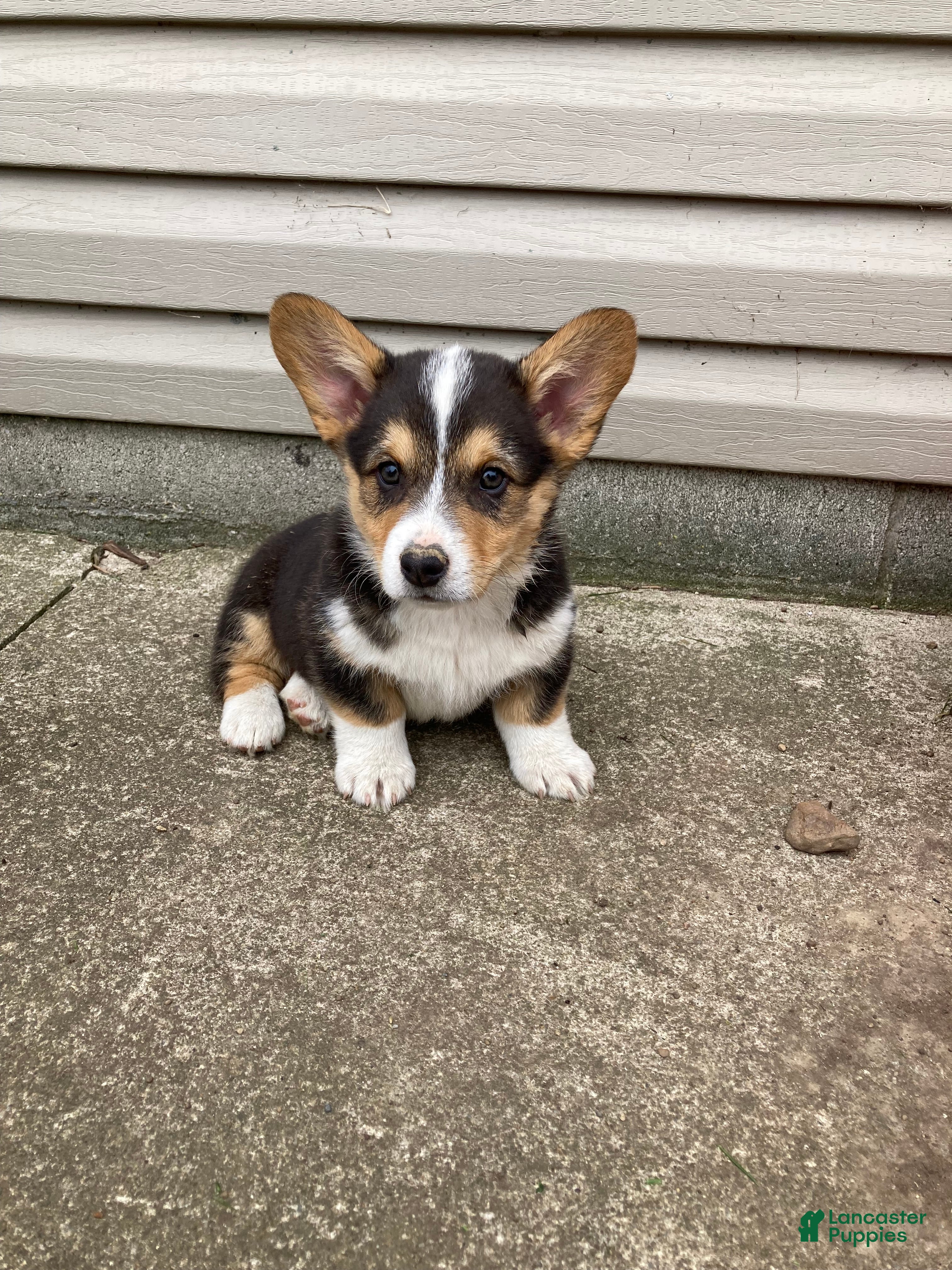 Duke