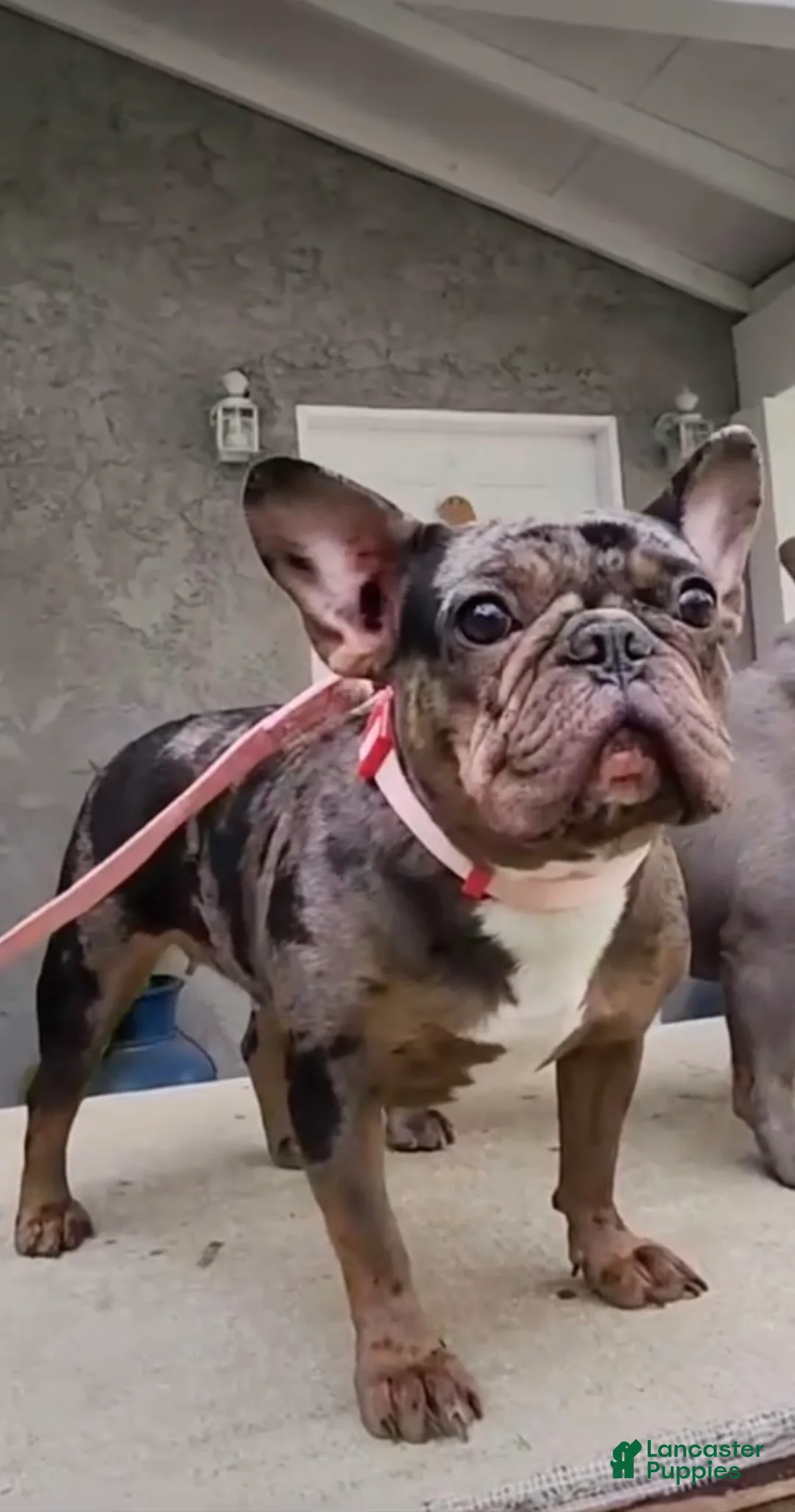 French Bulldog dogs for sale: French Bulldog Puppy 4 - Ad 4