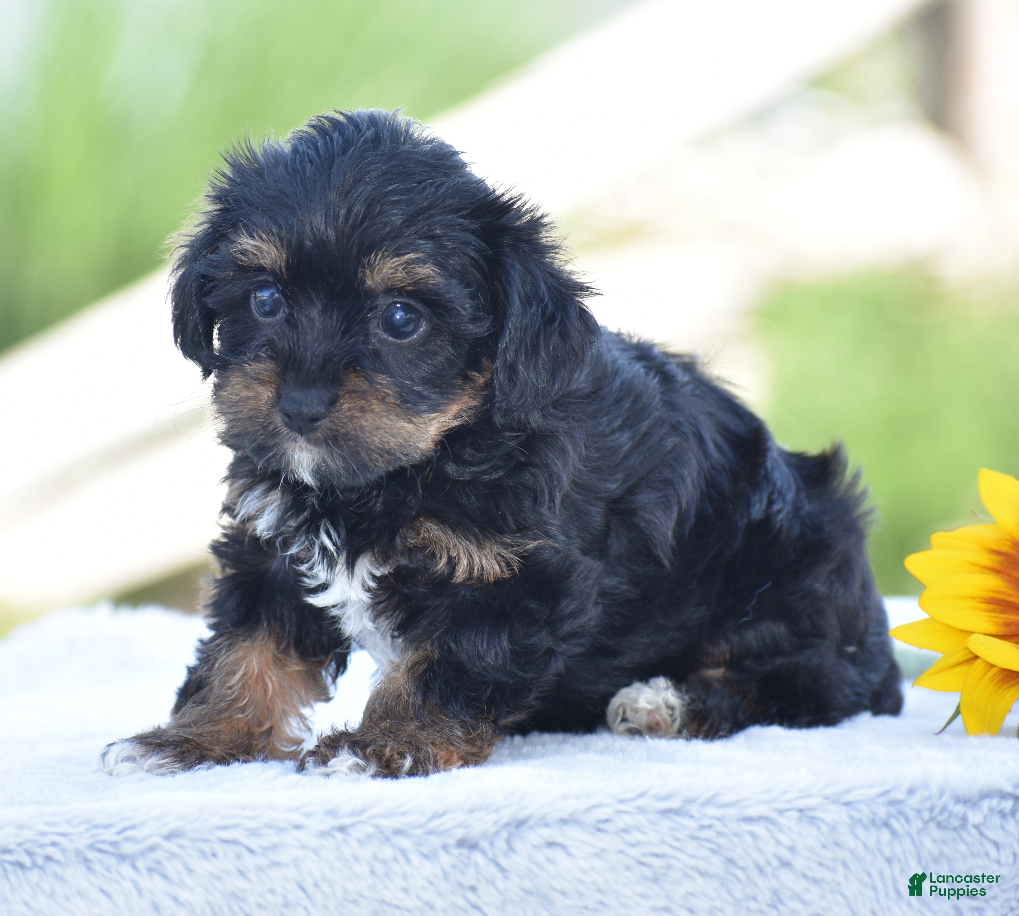 Yorkiepoo dogs Aimee - Ad 2