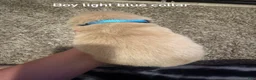 Golden Retriever dogs for sale: Light blue collar Golden Retriever 5 - Ad 2