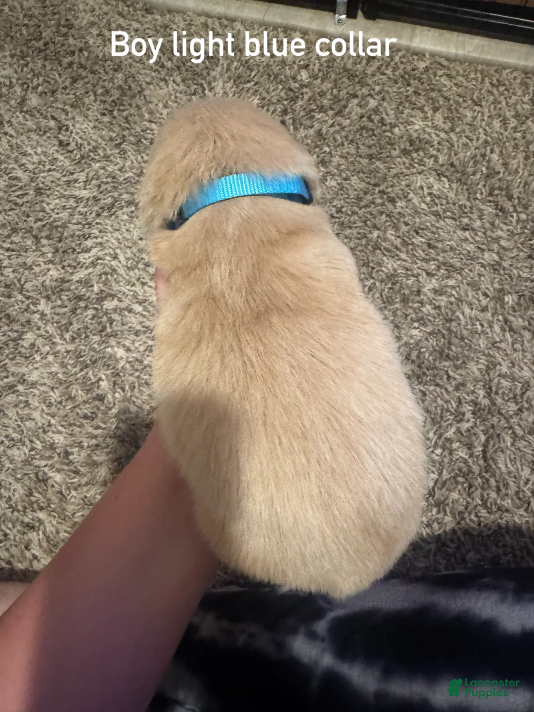 Golden Retriever dogs for sale: Light blue collar Golden Retriever 5 - Ad 2