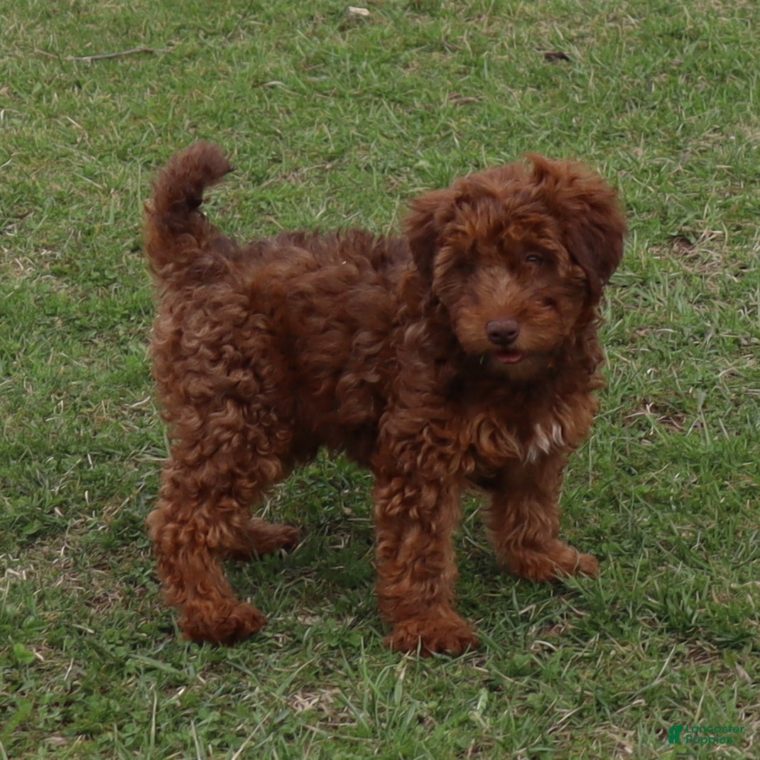 Mini Goldendoodle dogs Lenny - Ad 1