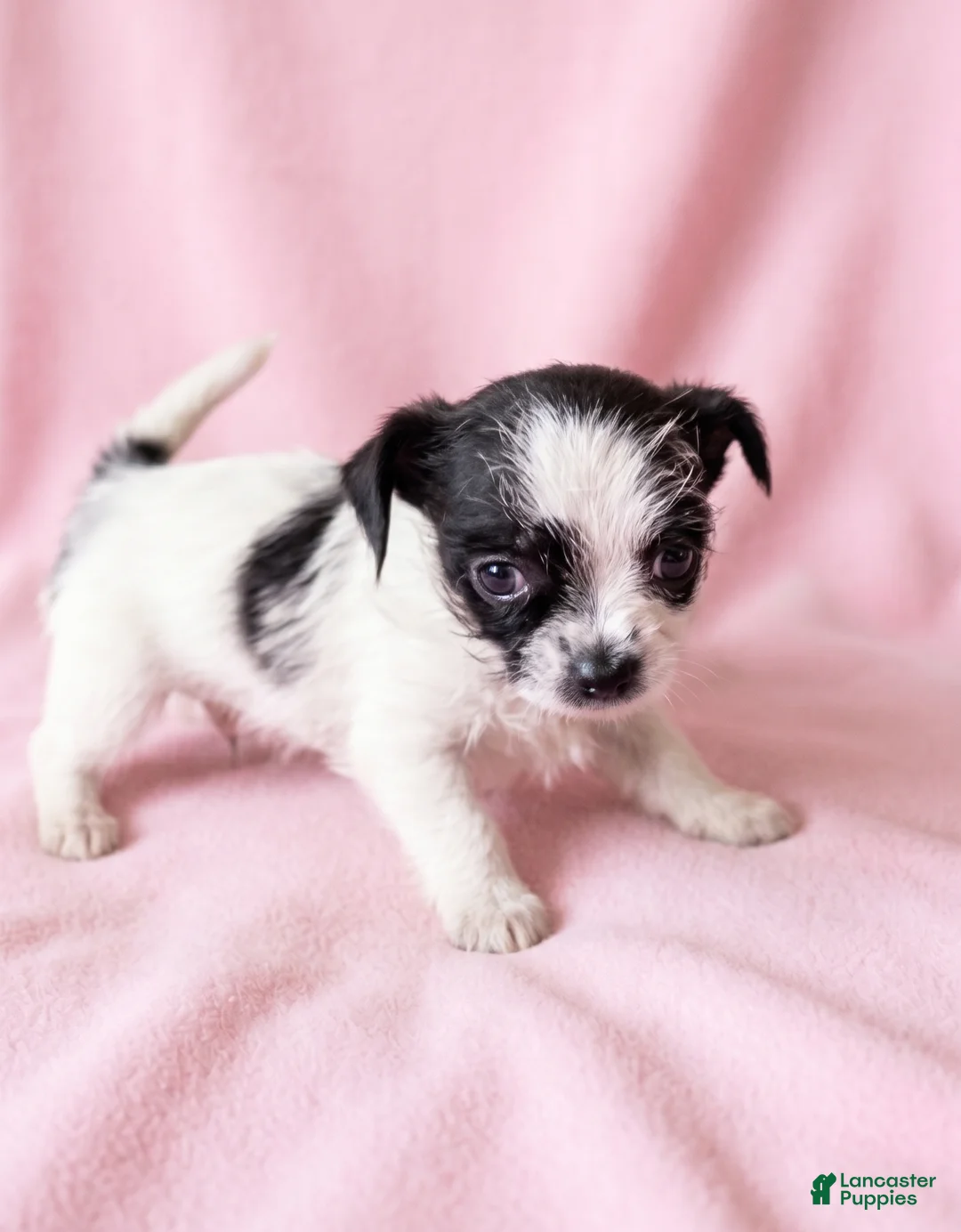 Mixed Breed dogs for sale: Maggie - Ad 1