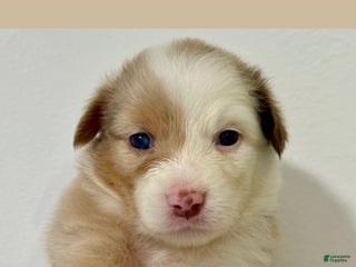 Australian Shepherd dogs - Ad 15
