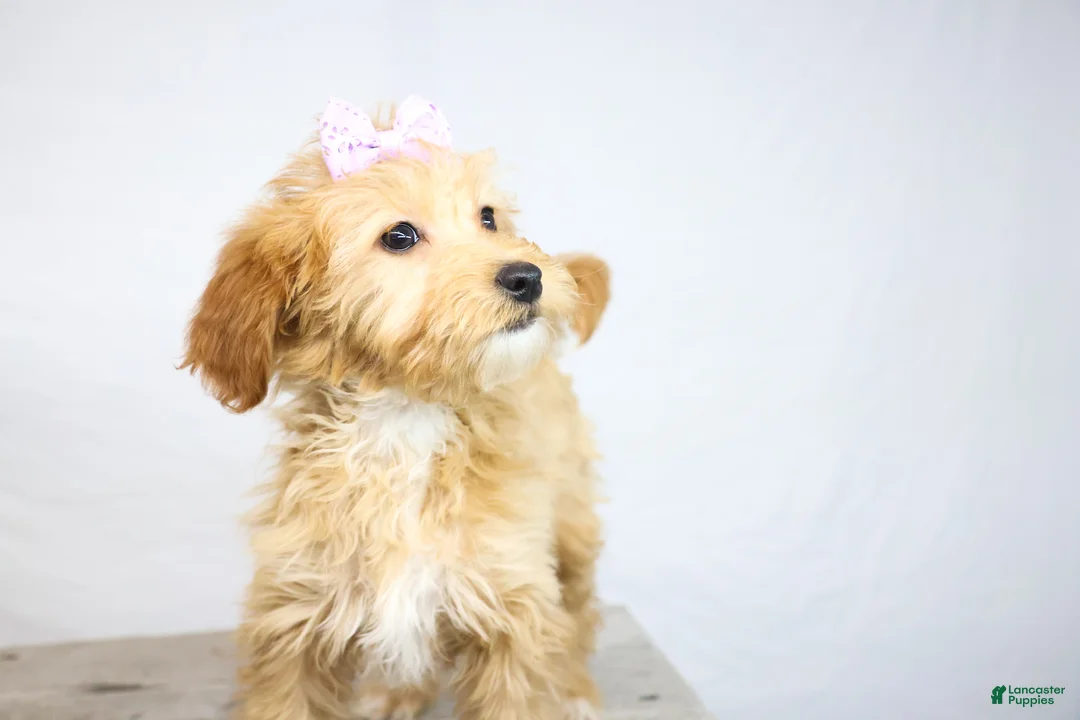 Goldendoodle dogs for sale: HONEY - Ad 3