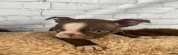 Boston Terrier dogs for sale: Lily - Ad 6