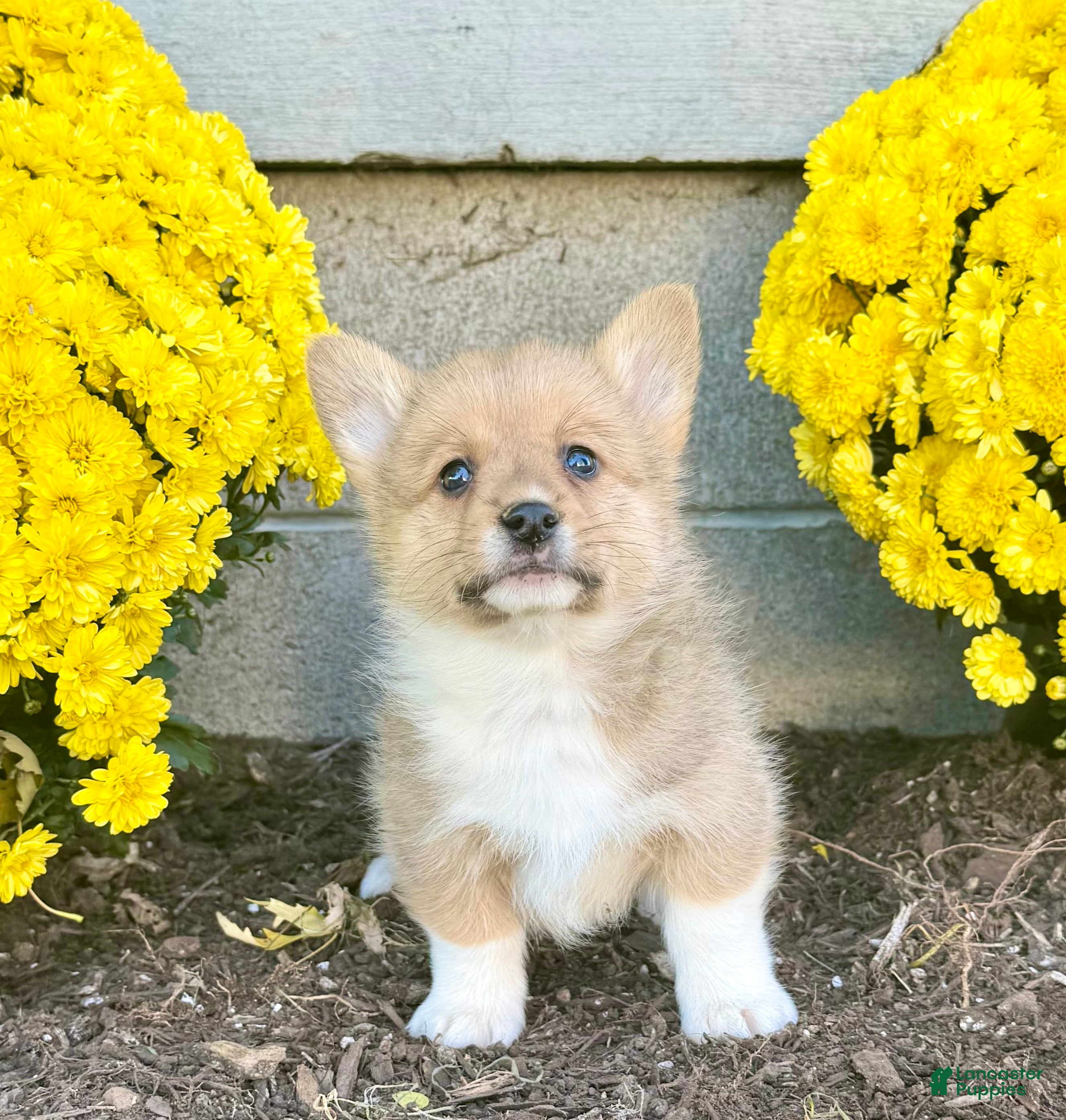 Welsh Corgi Pembroke dogs for sale: Sophia  - Ad 1