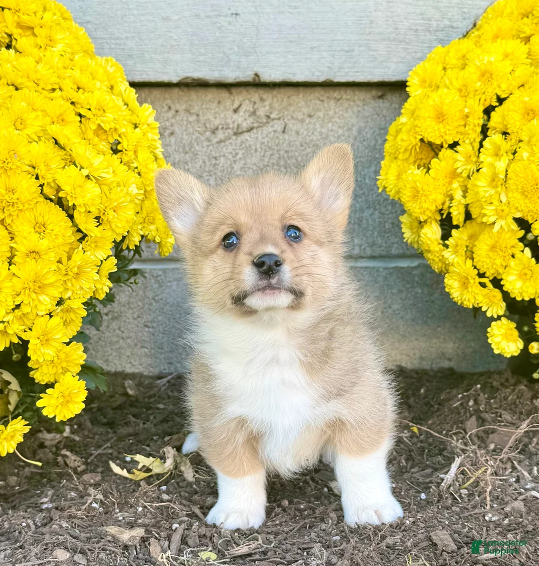 Welsh Corgi Pembroke dogs for sale: Sophia  - Ad 1