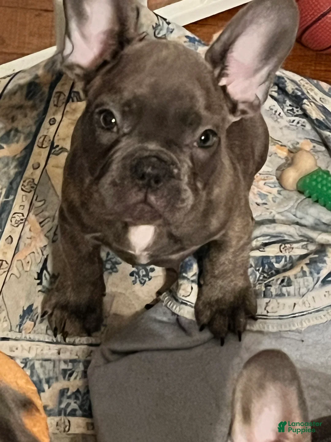 French Bulldog dogs for sale: French Bulldog Puppy 4 - Ad 1