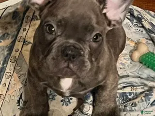 French Bulldog dogs French Bulldog Puppy 4 - Ad 39