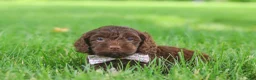 Cockapoo dogs for sale: Casey - Ad 5