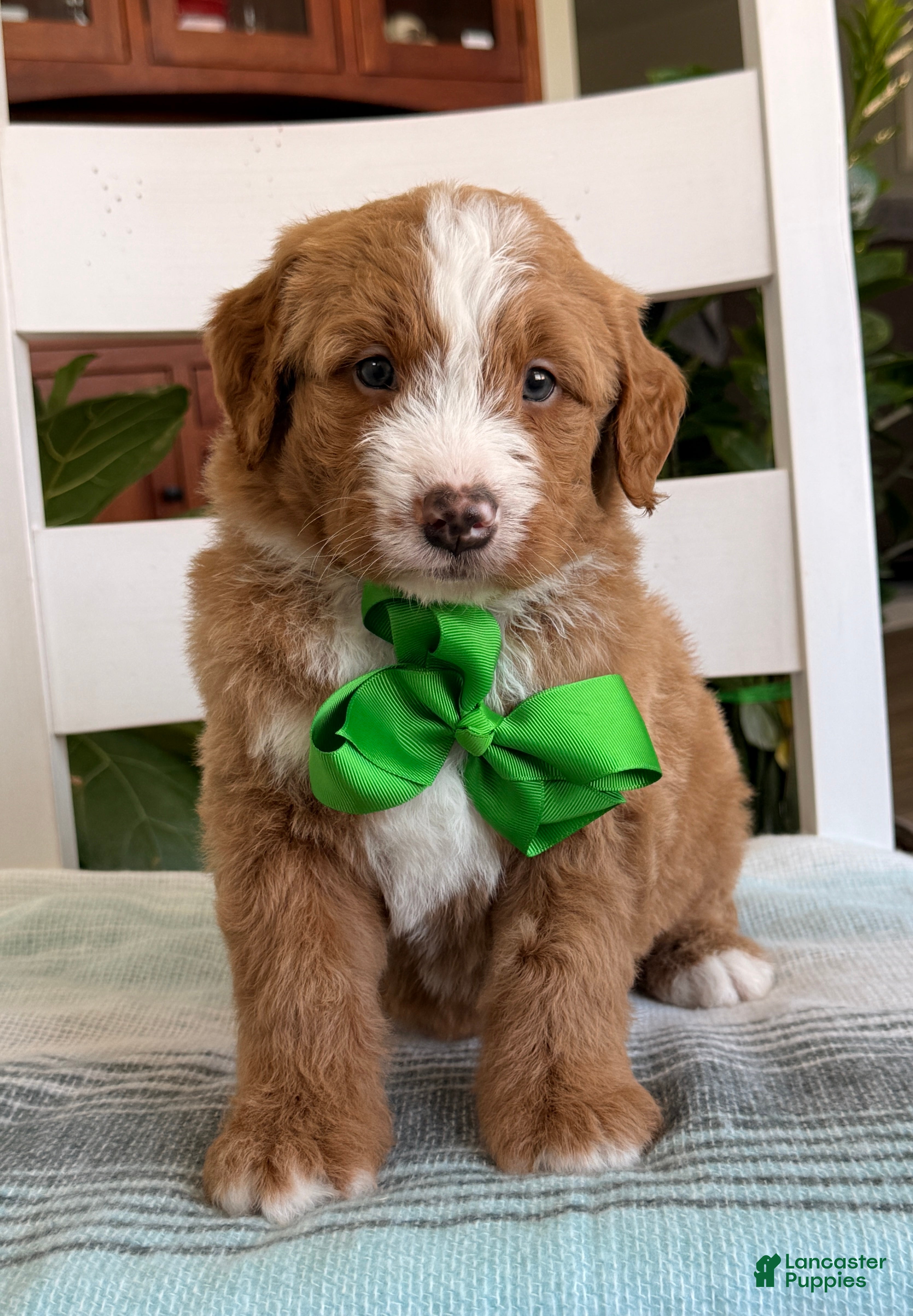 Bernedoodle dogs Max - Ad 1
