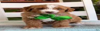 Max