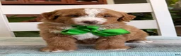 Bernedoodle dogs for sale: Max - Ad 1