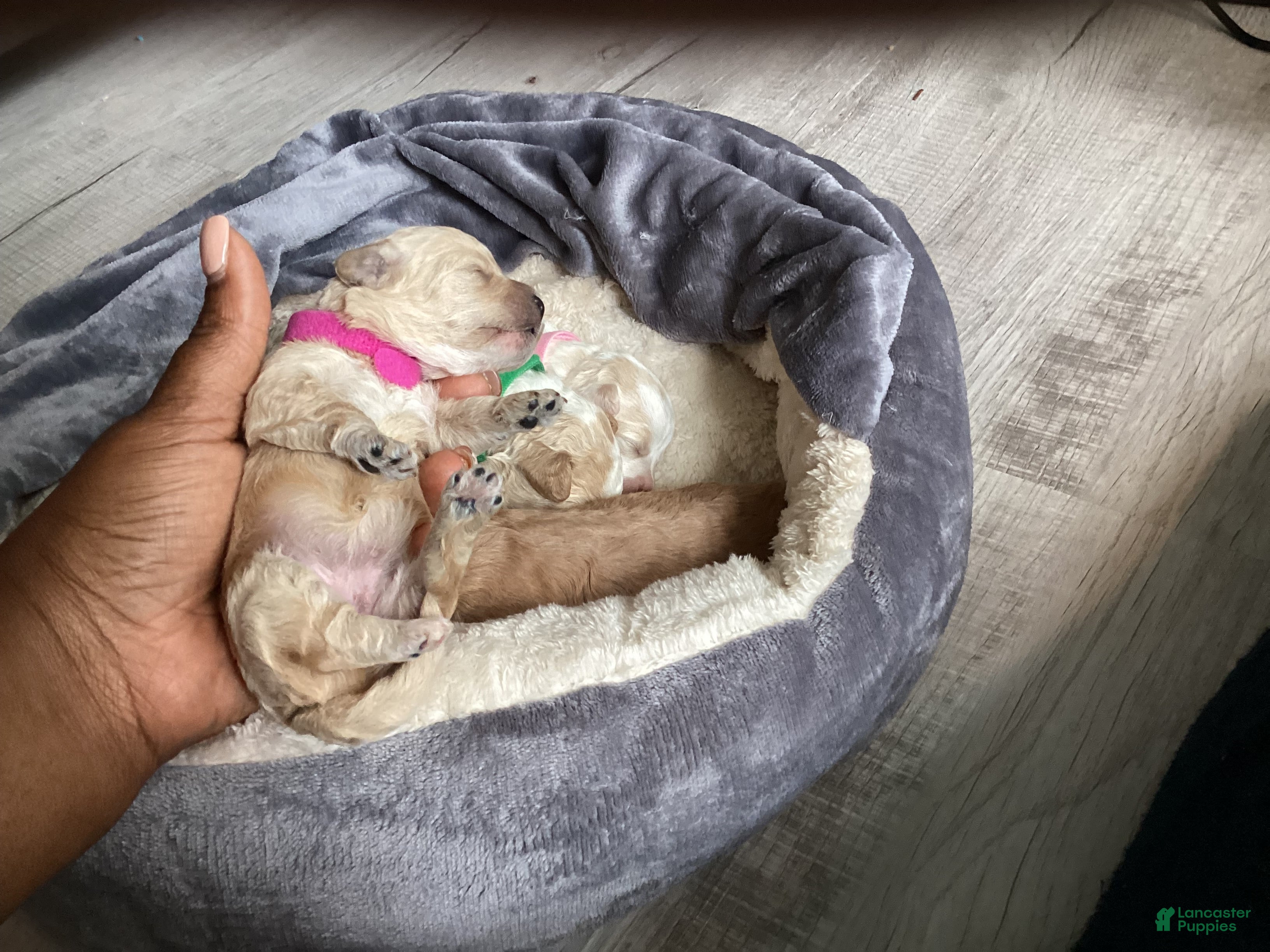 Mixed Breed dogs Raven - Ad 38