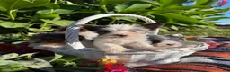 Yorkshire Terrier dogs for sale: Yorkshire Terrier 4 - Ad 6
