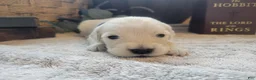 Golden Retriever dogs for sale: Rosie, Champion Sired - Ad 1