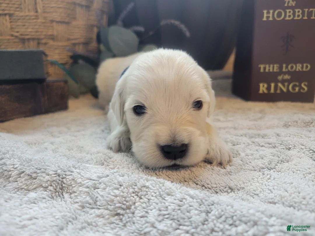 Golden Retriever dogs for sale: Rosie, Champion Sired - Ad 1
