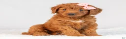 Mini Goldendoodle dogs for sale: Misty - Ad 1