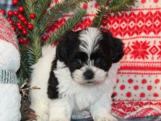 Teddy Bear dogs Holly - Ad 26