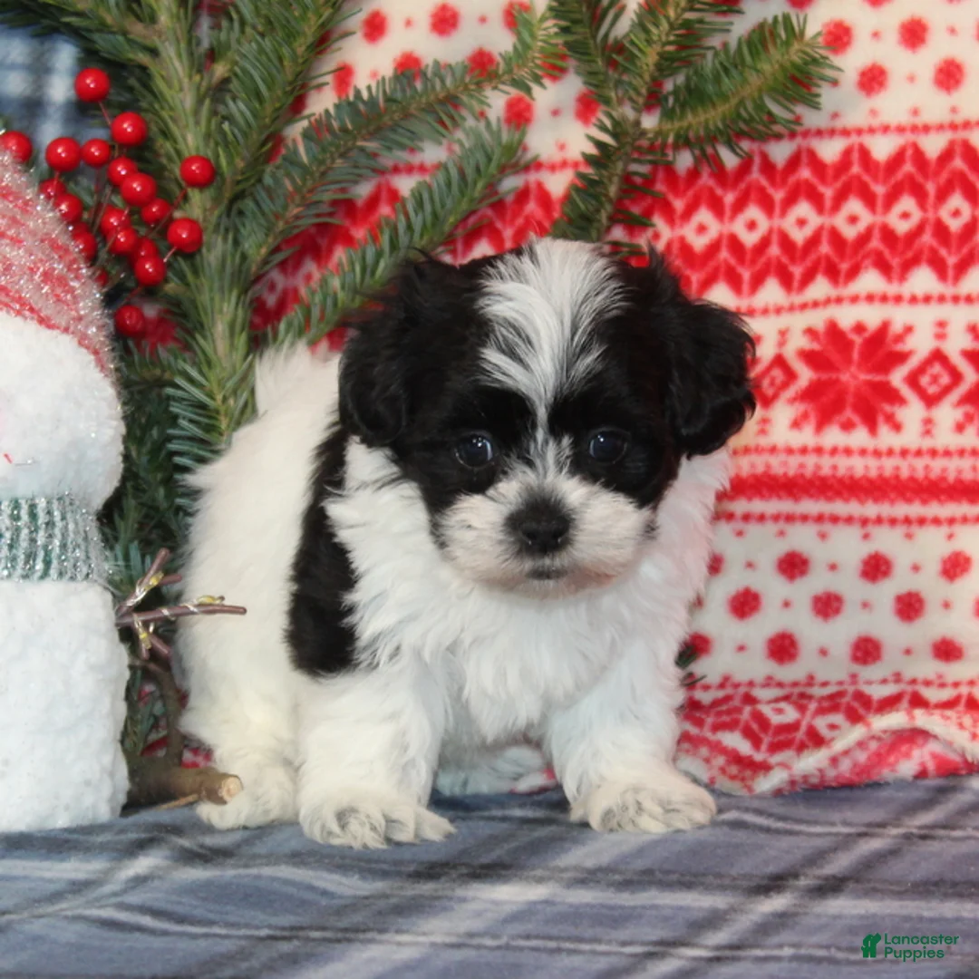 Teddy Bear dogs for sale: Holly - Ad 1